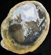 Petrified Wood Round - Eden Valley, Wyoming #24206-1